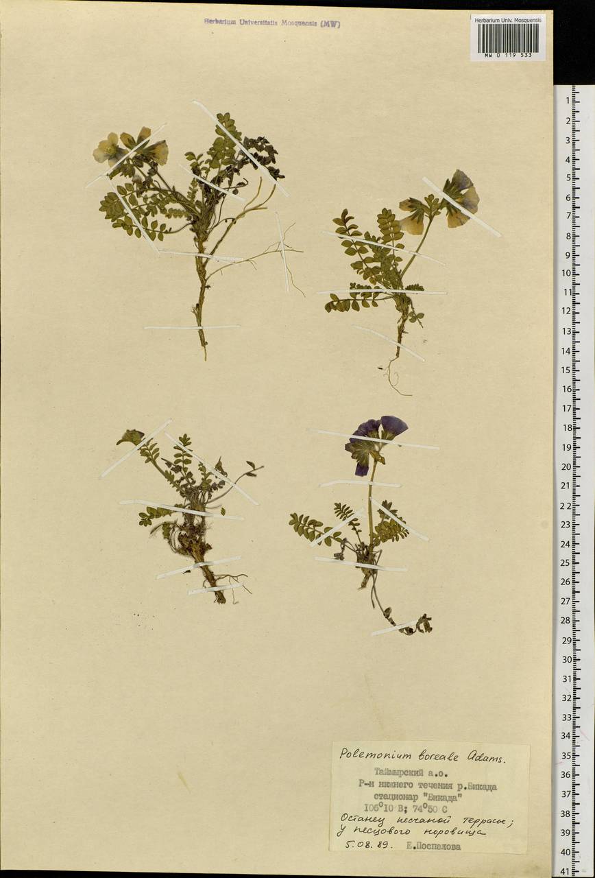 Polemonium boreale Adams, Siberia, Central Siberia (S3) (Russia)