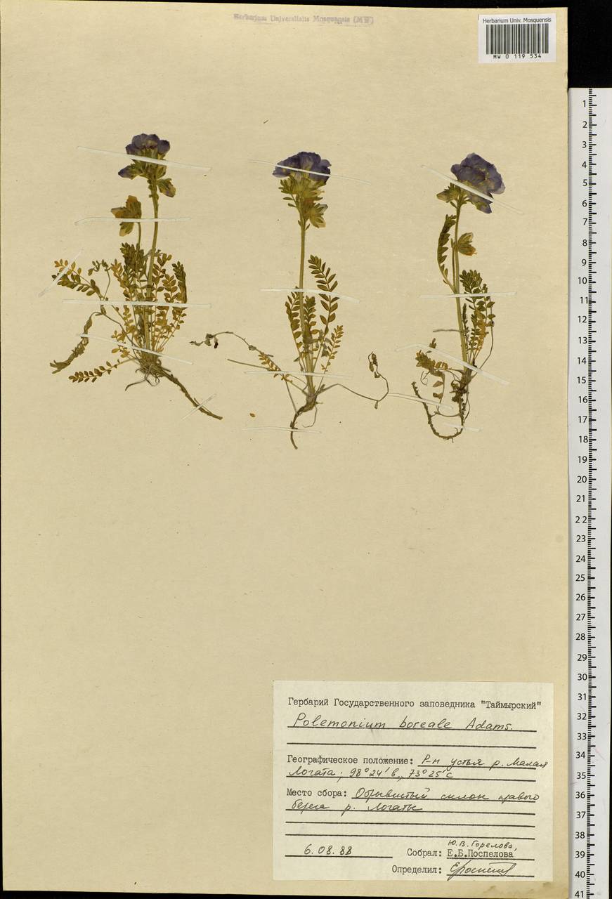 Polemonium boreale Adams, Siberia, Central Siberia (S3) (Russia)