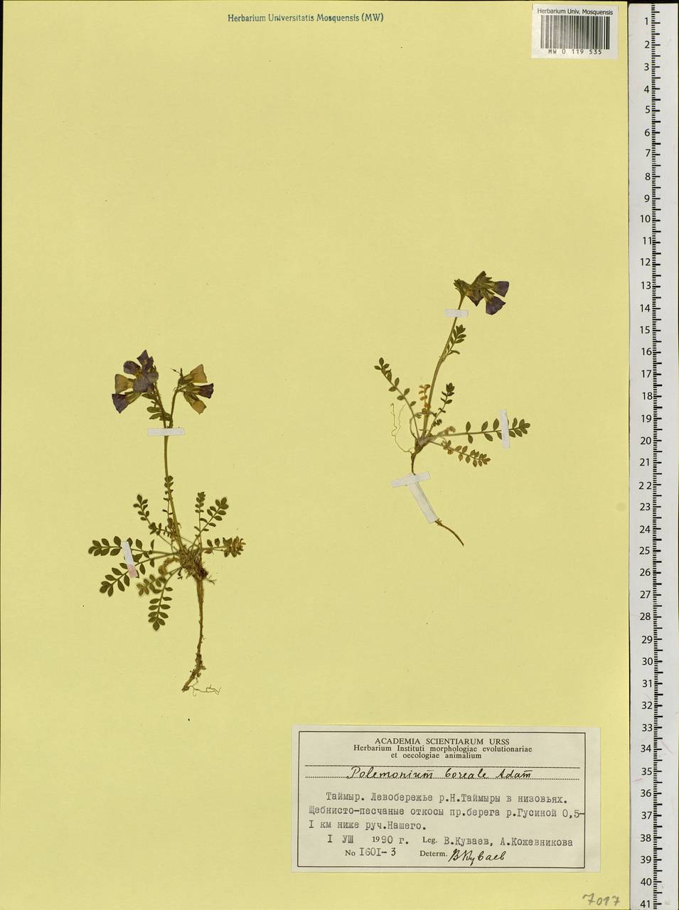 Polemonium boreale Adams, Siberia, Central Siberia (S3) (Russia)