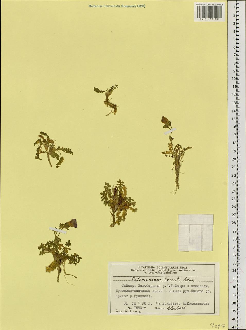 Polemonium boreale Adams, Siberia, Central Siberia (S3) (Russia)