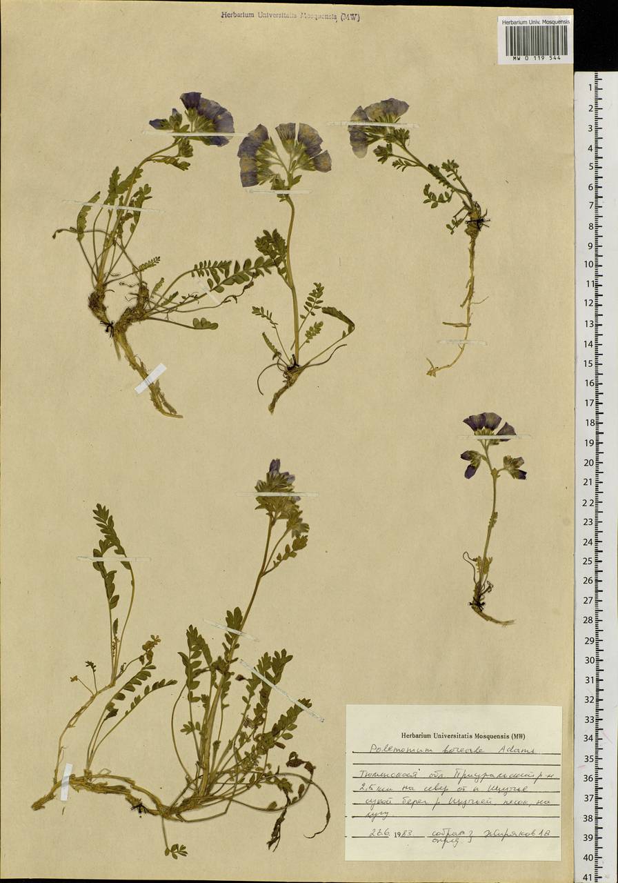 Polemonium boreale Adams, Siberia, Western Siberia (S1) (Russia)