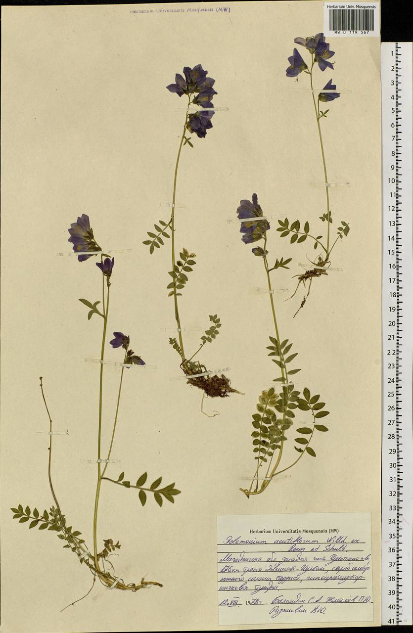 Polemonium villosum Rudolph ex Georgi, Siberia, Chukotka & Kamchatka (S7) (Russia)