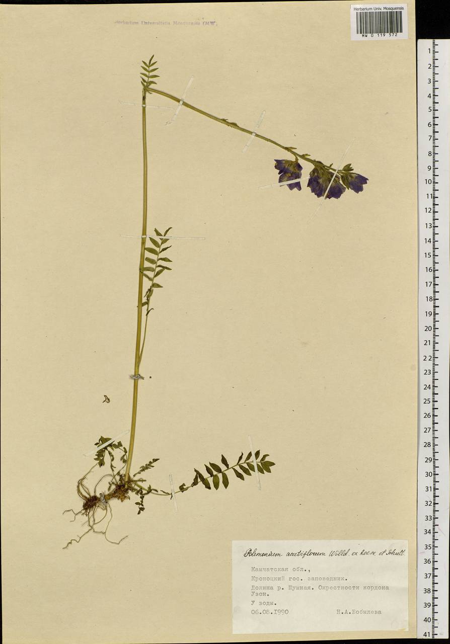 Polemonium villosum Rudolph ex Georgi, Siberia, Chukotka & Kamchatka (S7) (Russia)