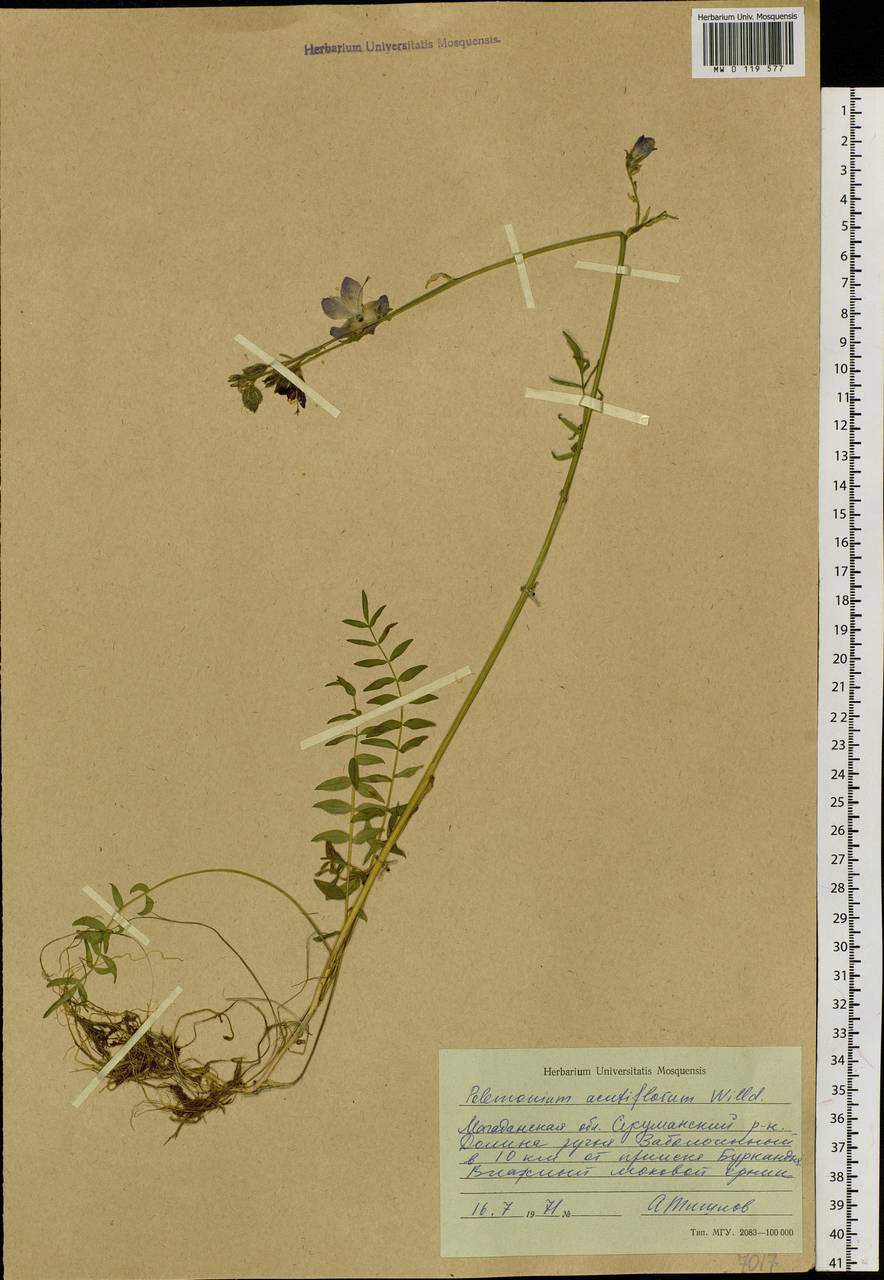 Polemonium villosum Rudolph ex Georgi, Siberia, Chukotka & Kamchatka (S7) (Russia)