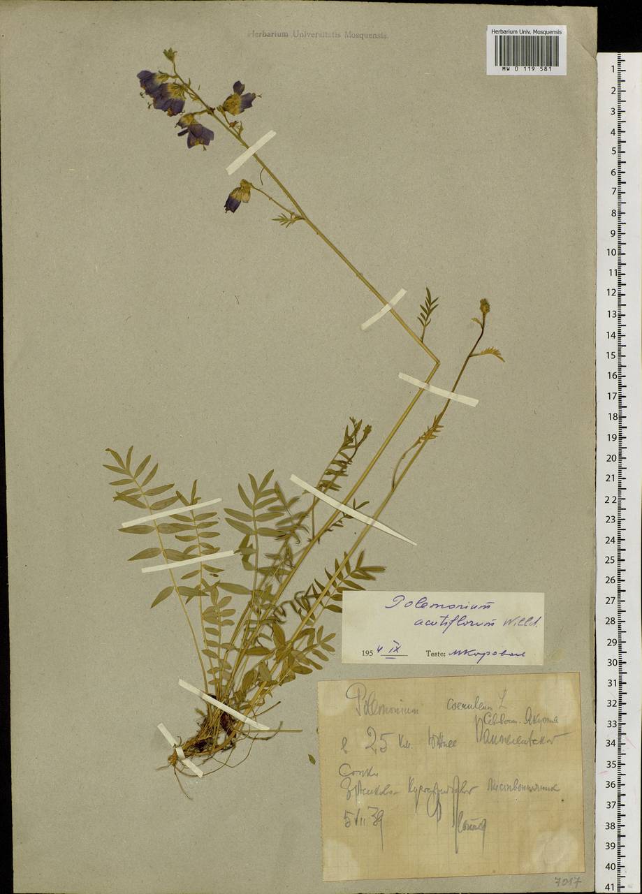 Polemonium villosum Rudolph ex Georgi, Siberia, Yakutia (S5) (Russia)