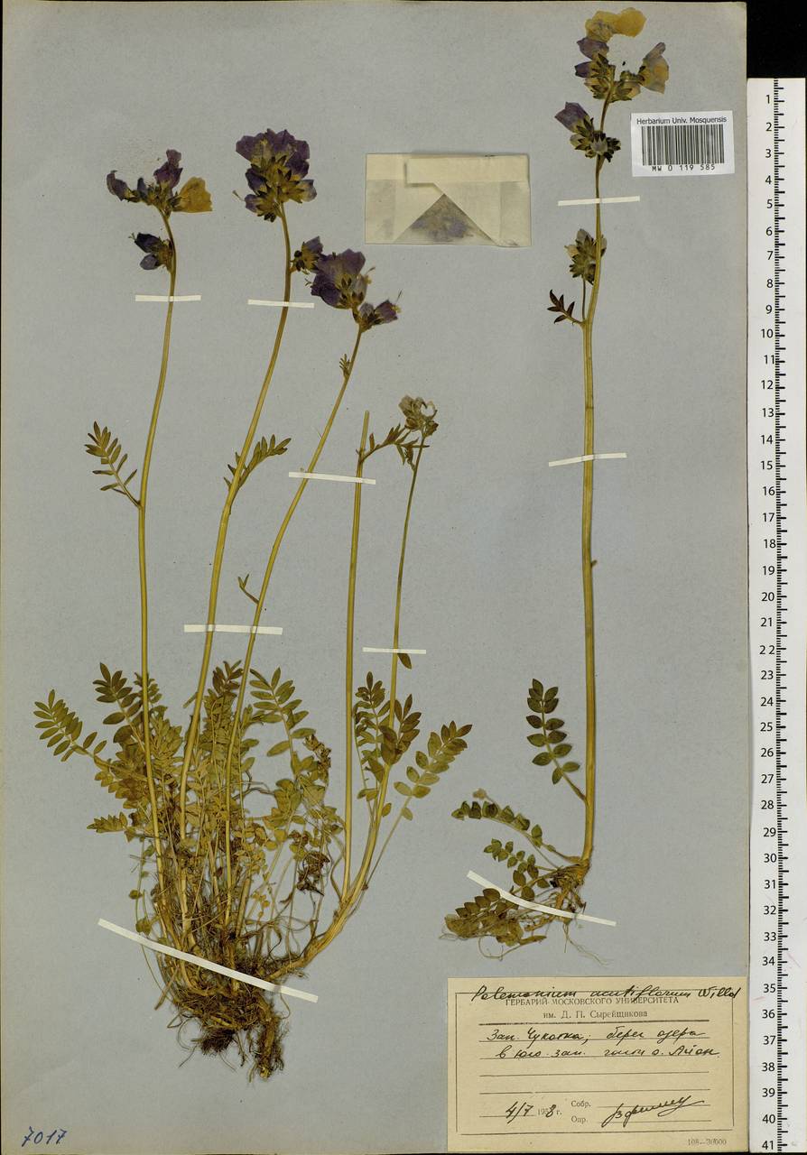 Polemonium villosum Rudolph ex Georgi, Siberia, Chukotka & Kamchatka (S7) (Russia)