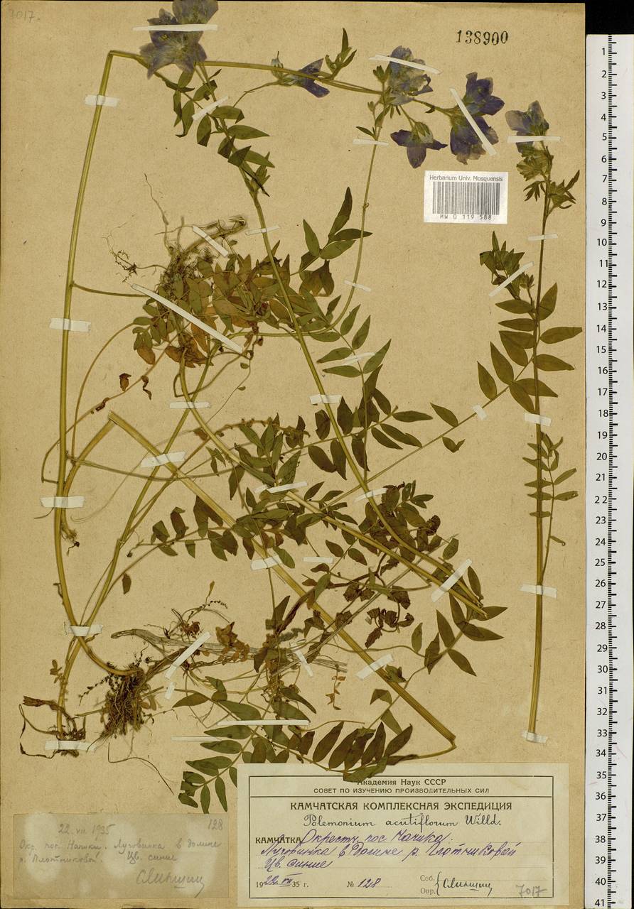 Polemonium villosum Rudolph ex Georgi, Siberia, Chukotka & Kamchatka (S7) (Russia)