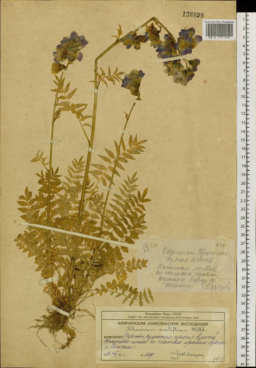 Polemonium villosum Rudolph ex Georgi, Siberia, Chukotka & Kamchatka (S7) (Russia)