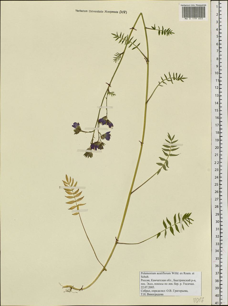 Polemonium villosum Rudolph ex Georgi, Siberia, Chukotka & Kamchatka (S7) (Russia)