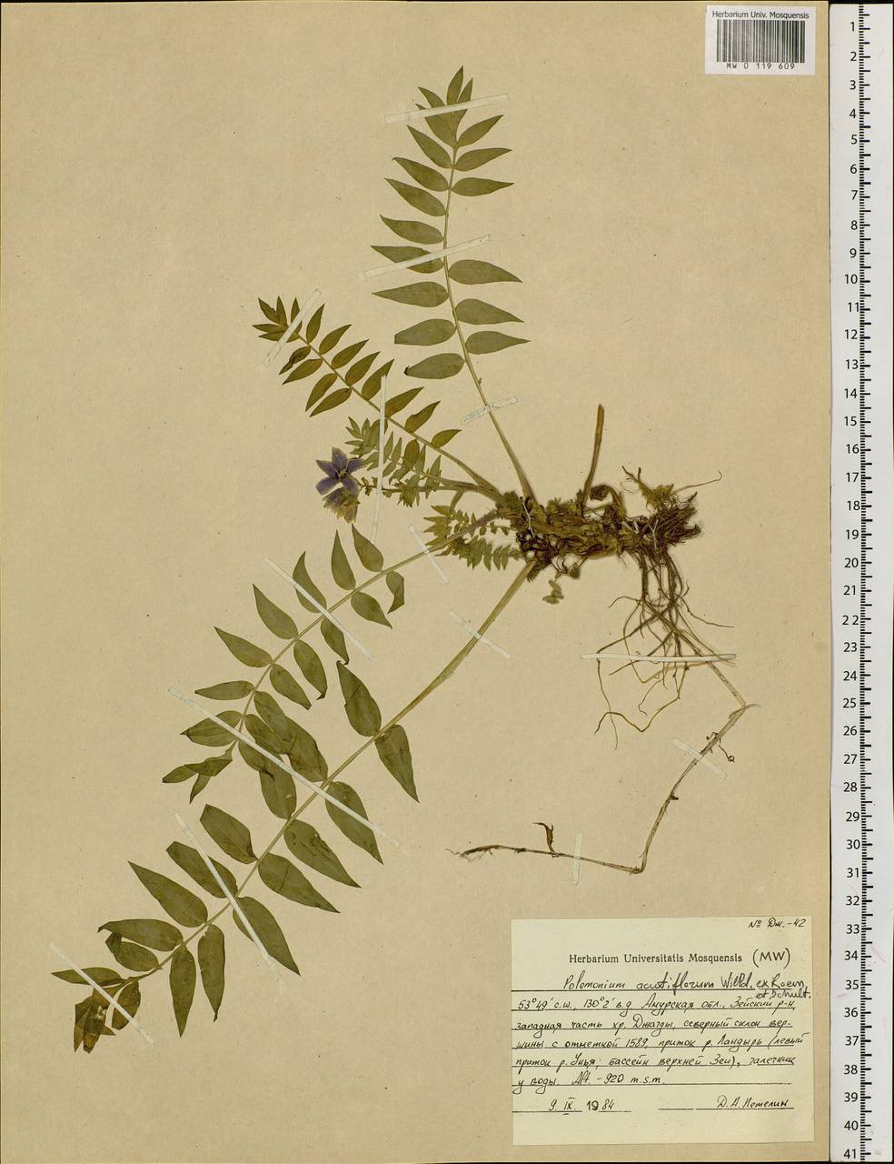 Polemonium villosum Rudolph ex Georgi, Siberia, Russian Far East (S6) (Russia)
