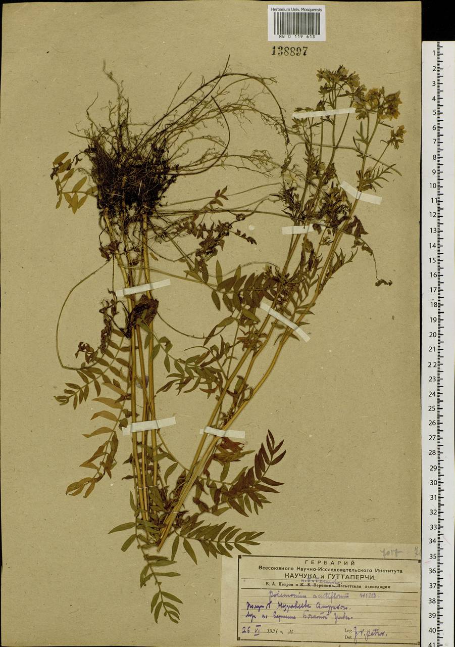 Polemonium villosum Rudolph ex Georgi, Siberia, Russian Far East (S6) (Russia)