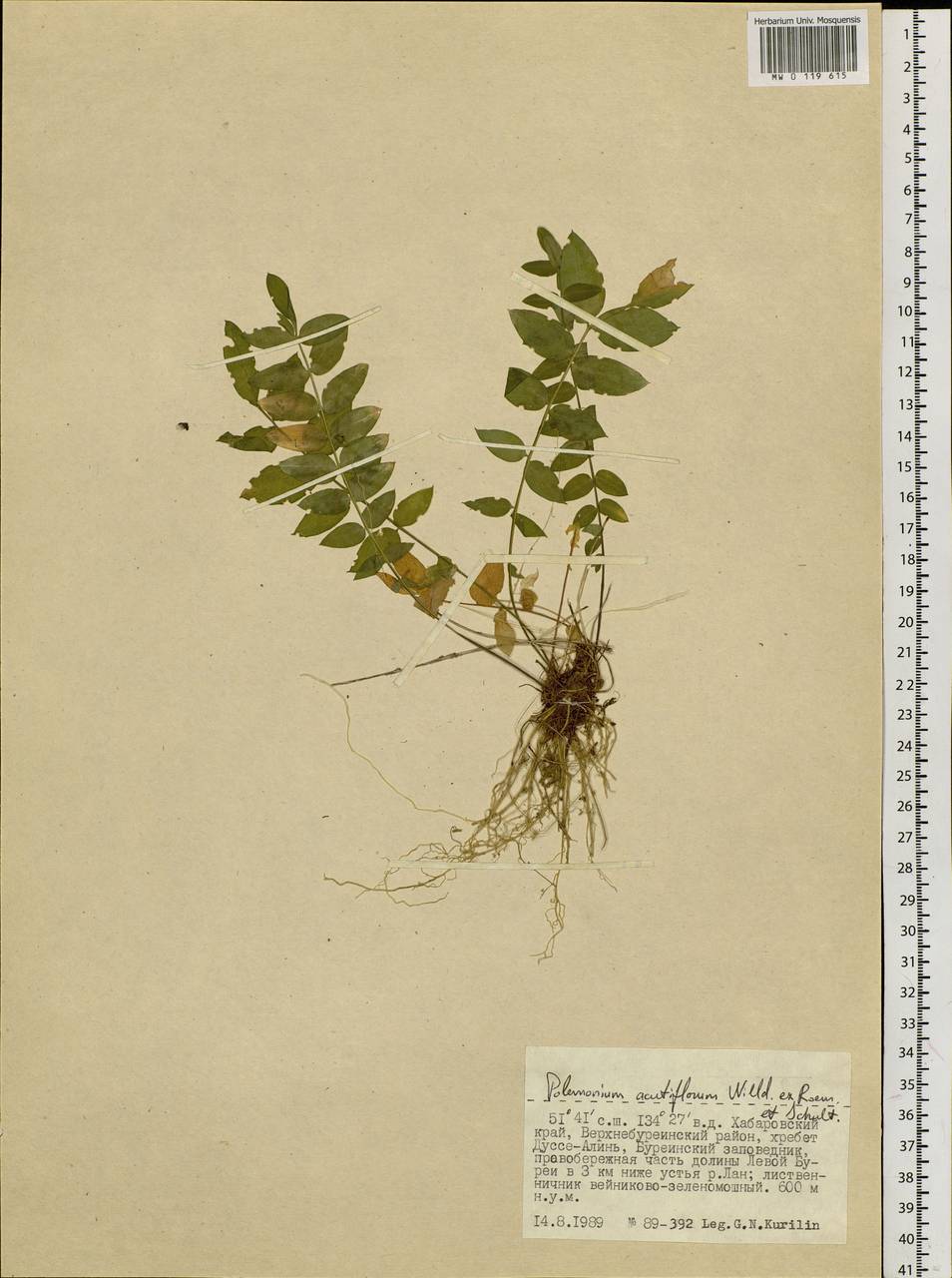Polemonium villosum Rudolph ex Georgi, Siberia, Russian Far East (S6) (Russia)