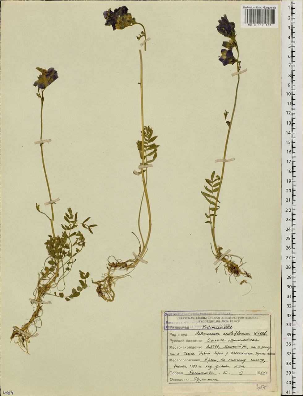 Polemonium villosum Rudolph ex Georgi, Siberia, Yakutia (S5) (Russia)