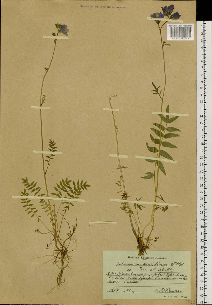 Polemonium villosum Rudolph ex Georgi, Siberia, Yakutia (S5) (Russia)