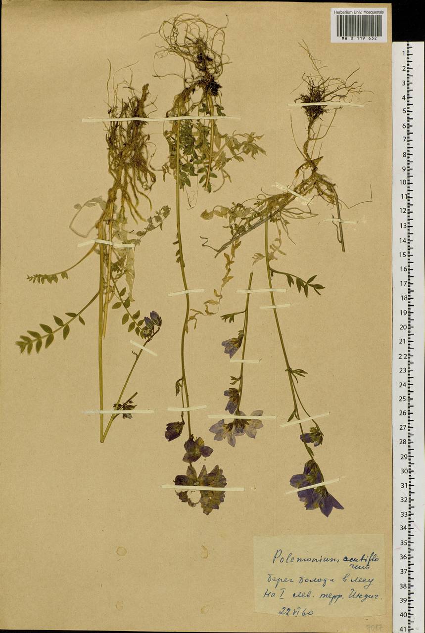 Polemonium villosum Rudolph ex Georgi, Siberia, Yakutia (S5) (Russia)
