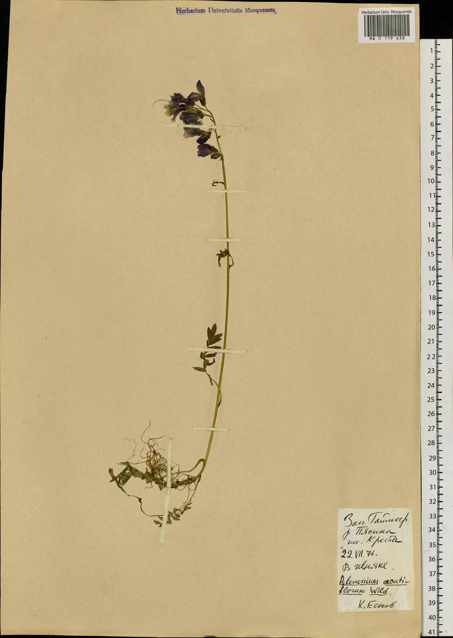 Polemonium villosum Rudolph ex Georgi, Siberia, Central Siberia (S3) (Russia)
