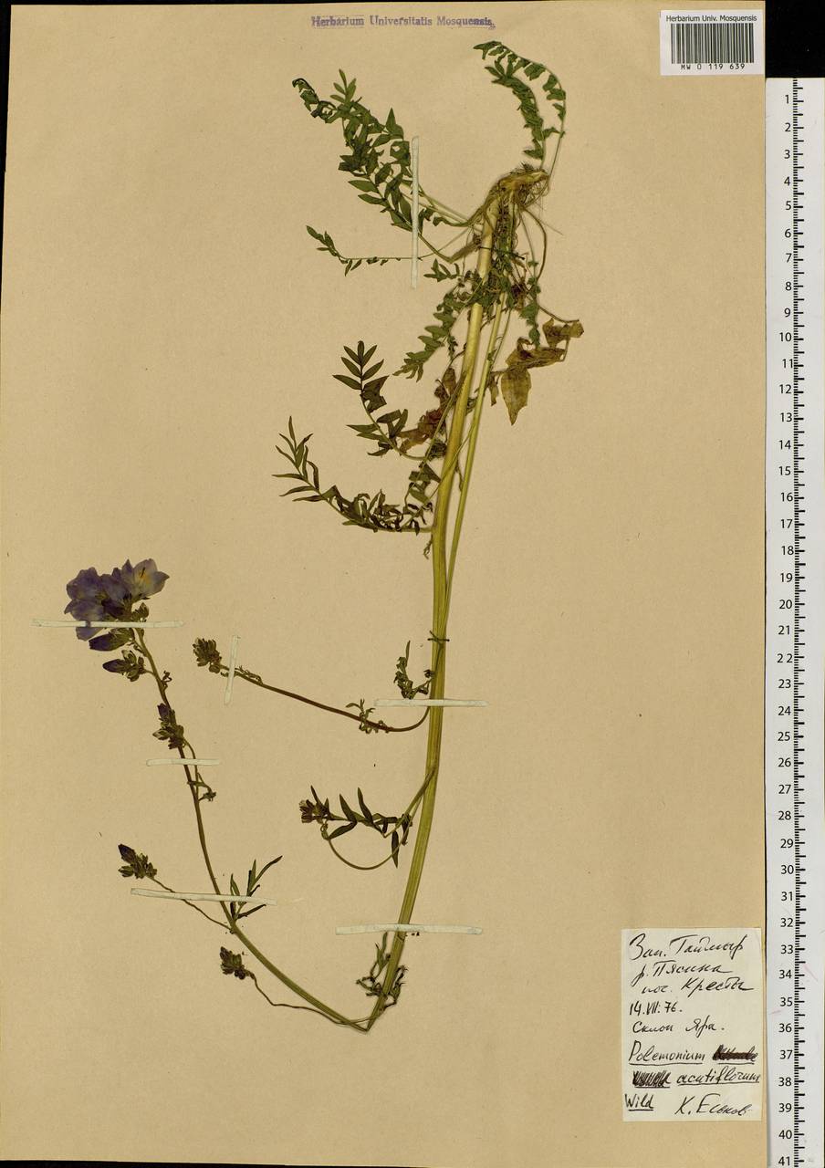 Polemonium villosum Rudolph ex Georgi, Siberia, Central Siberia (S3) (Russia)