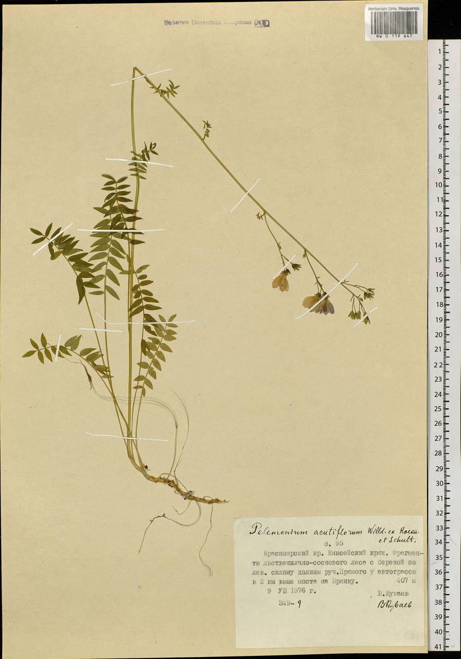 Polemonium villosum Rudolph ex Georgi, Siberia, Central Siberia (S3) (Russia)