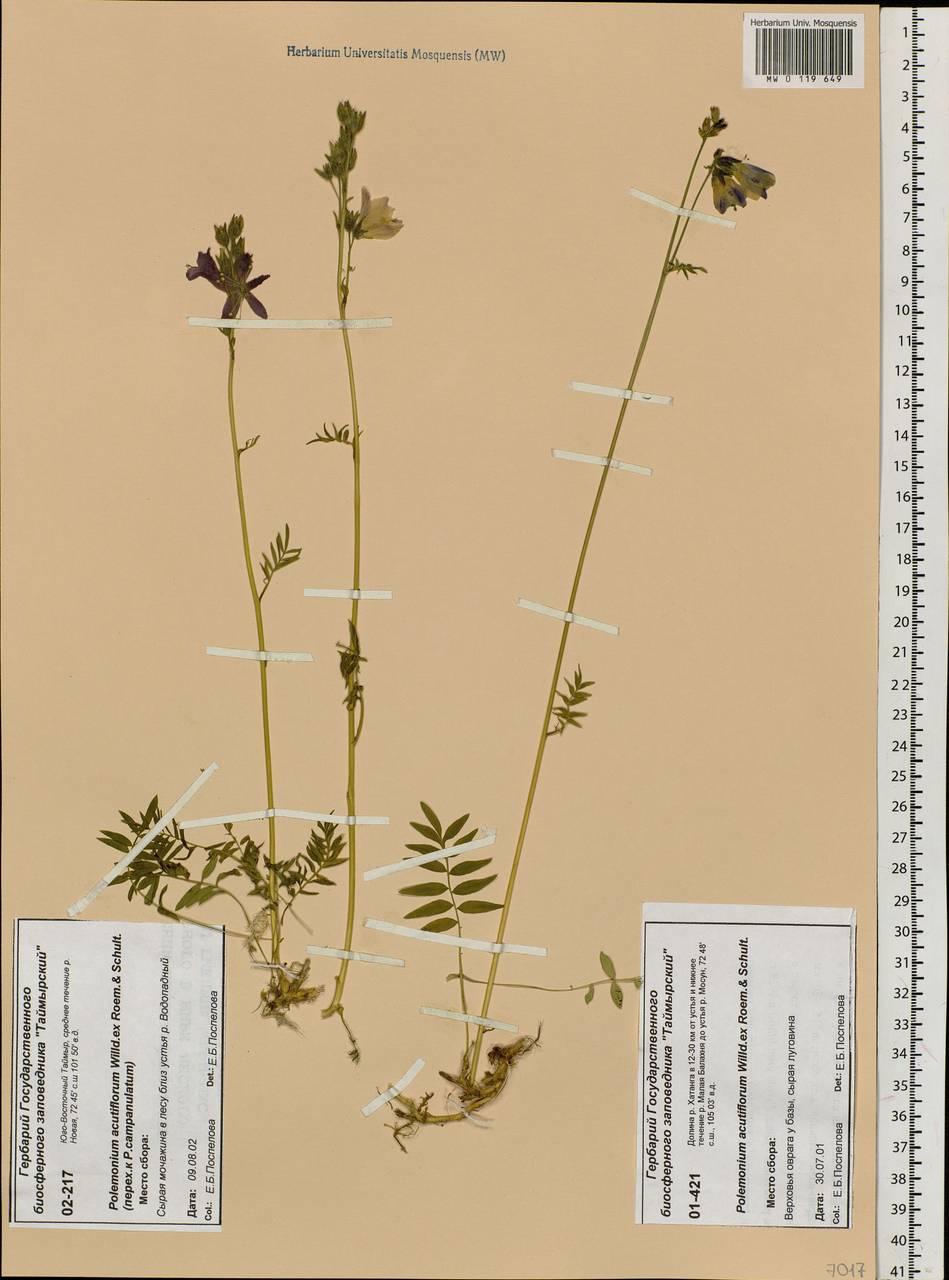 Polemonium villosum Rudolph ex Georgi, Siberia, Central Siberia (S3) (Russia)