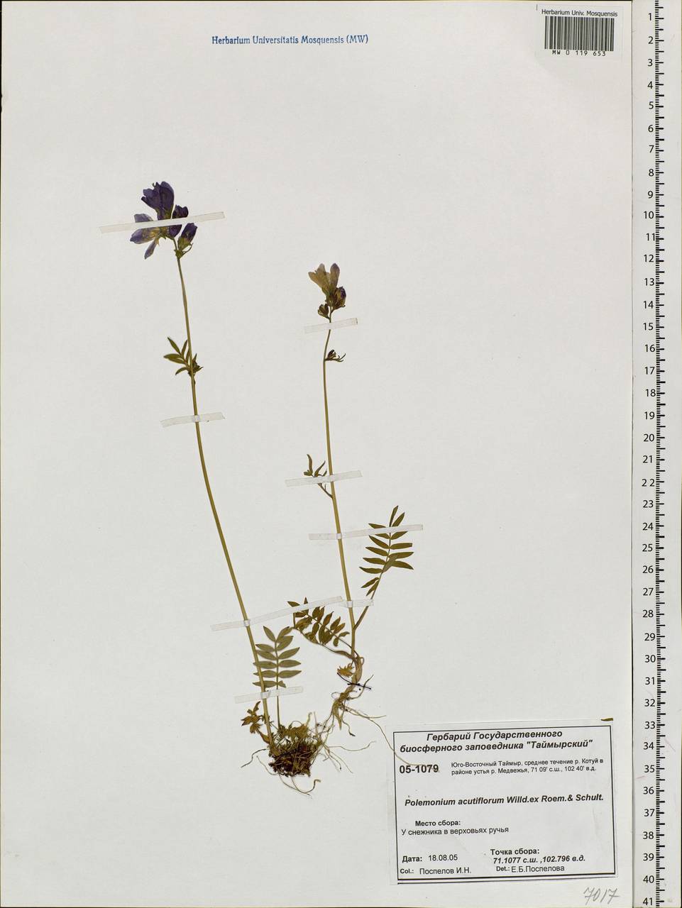 Polemonium villosum Rudolph ex Georgi, Siberia, Central Siberia (S3) (Russia)