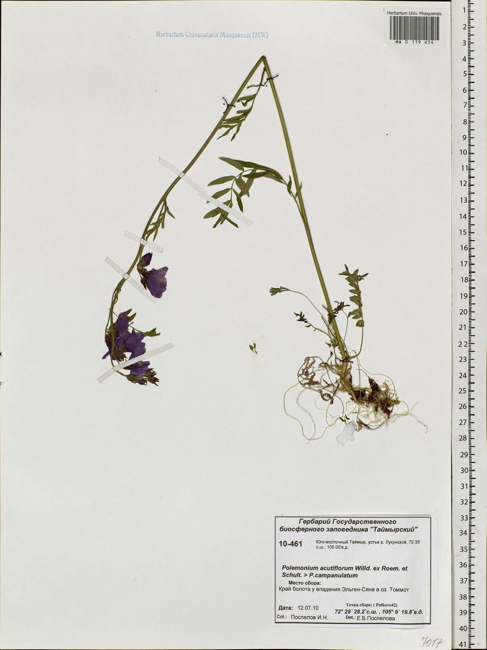 Polemonium villosum Rudolph ex Georgi, Siberia, Central Siberia (S3) (Russia)