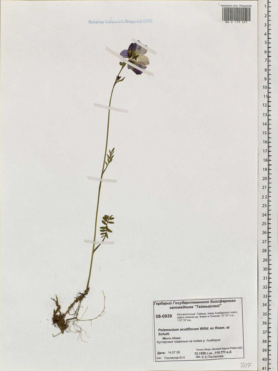 Polemonium villosum Rudolph ex Georgi, Siberia, Central Siberia (S3) (Russia)