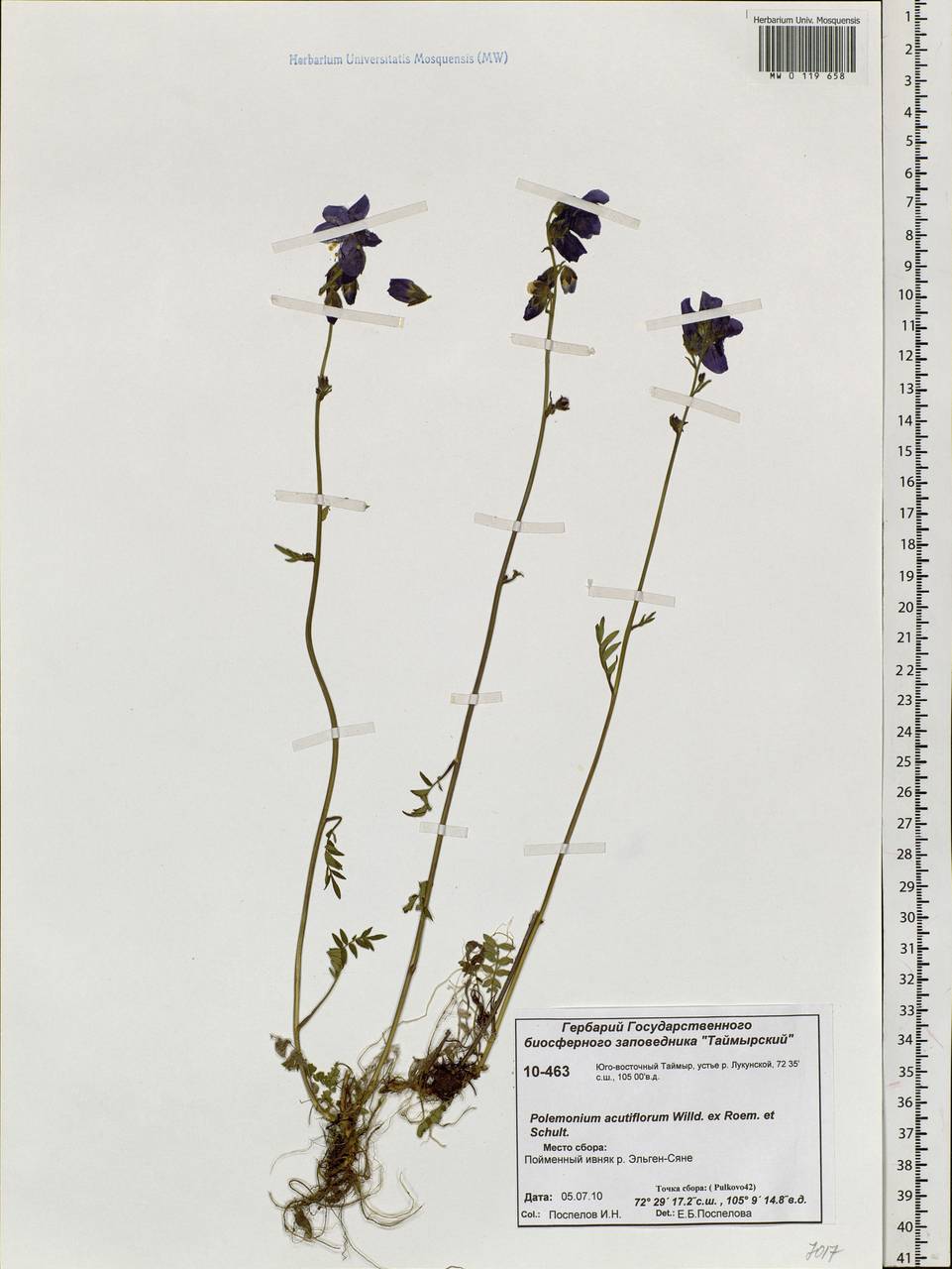 Polemonium villosum Rudolph ex Georgi, Siberia, Central Siberia (S3) (Russia)