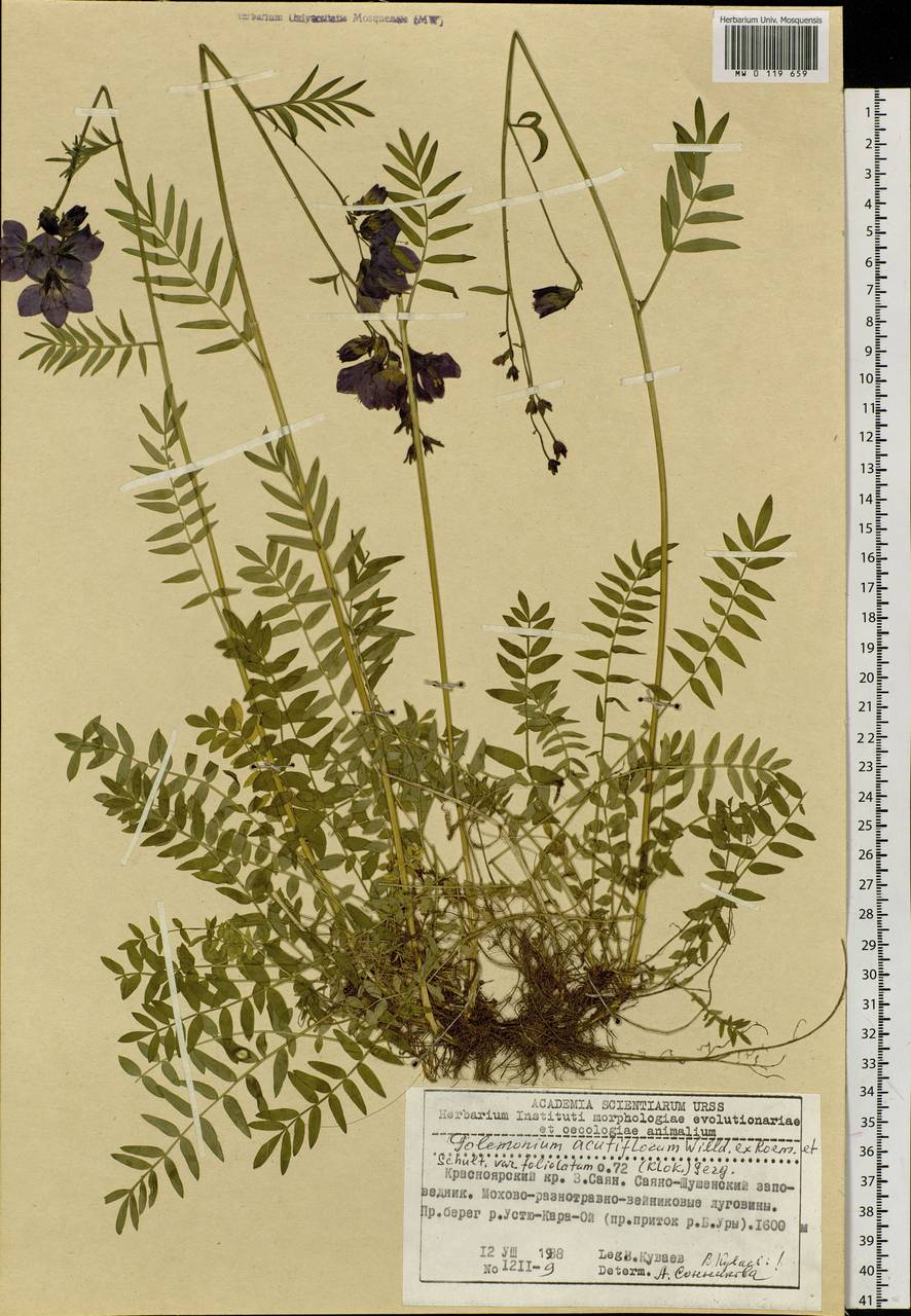 Polemonium villosum Rudolph ex Georgi, Siberia, Altai & Sayany Mountains (S2) (Russia)