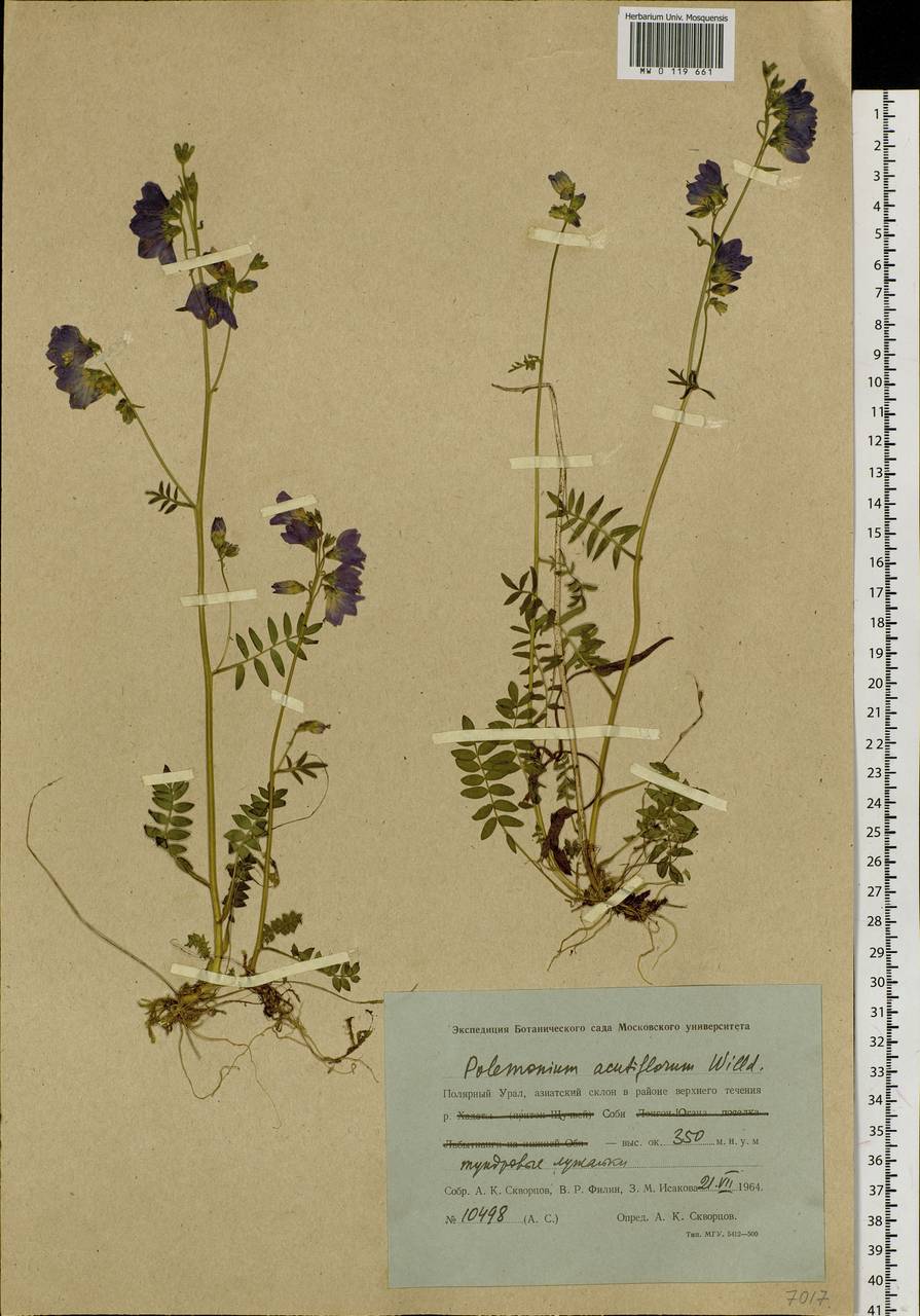 Polemonium villosum Rudolph ex Georgi, Siberia, Western Siberia (S1) (Russia)