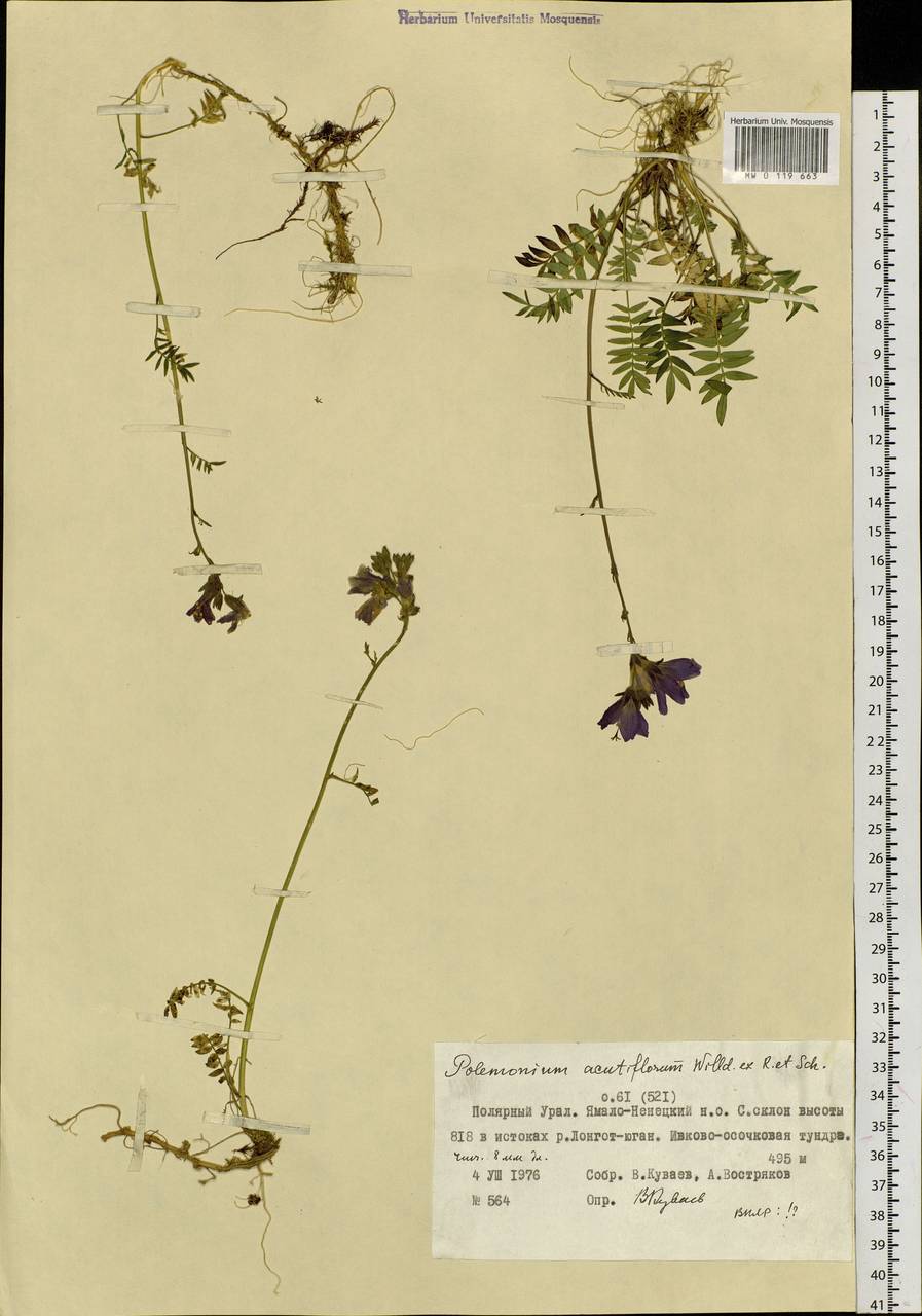Polemonium villosum Rudolph ex Georgi, Siberia, Western Siberia (S1) (Russia)