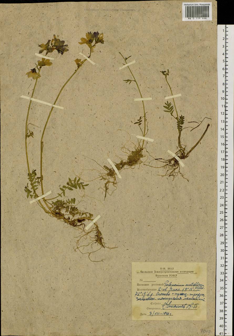 Polemonium villosum Rudolph ex Georgi, Siberia, Western Siberia (S1) (Russia)
