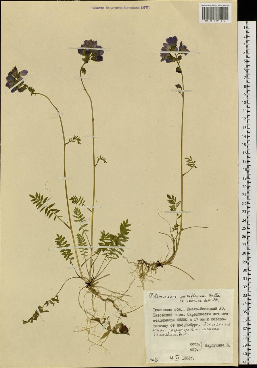 Polemonium villosum Rudolph ex Georgi, Siberia, Western Siberia (S1) (Russia)
