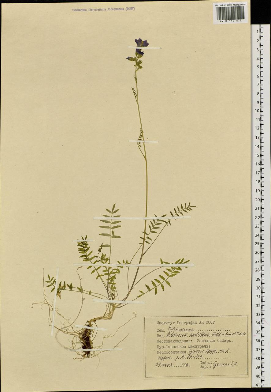 Polemonium villosum Rudolph ex Georgi, Siberia, Western Siberia (S1) (Russia)