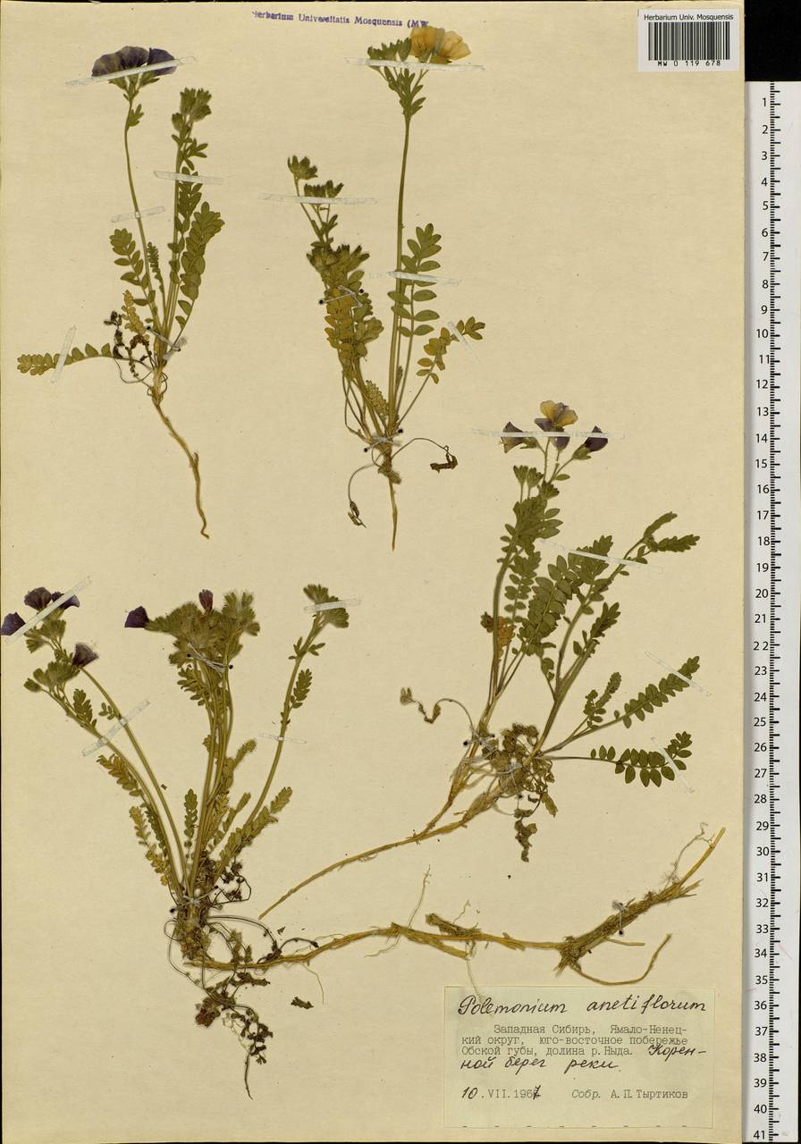 Polemonium villosum Rudolph ex Georgi, Siberia, Western Siberia (S1) (Russia)