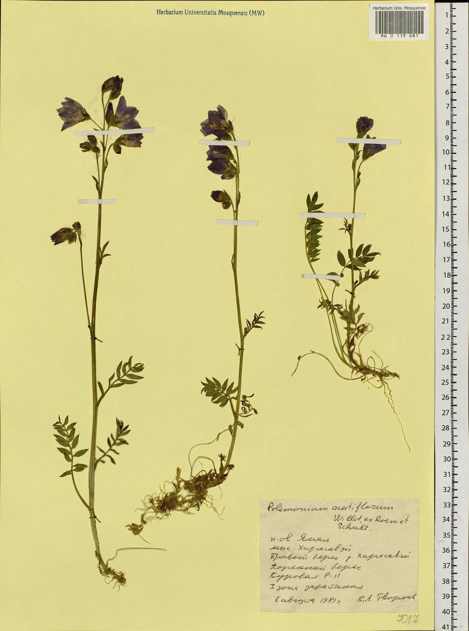 Polemonium villosum Rudolph ex Georgi, Siberia, Western Siberia (S1) (Russia)