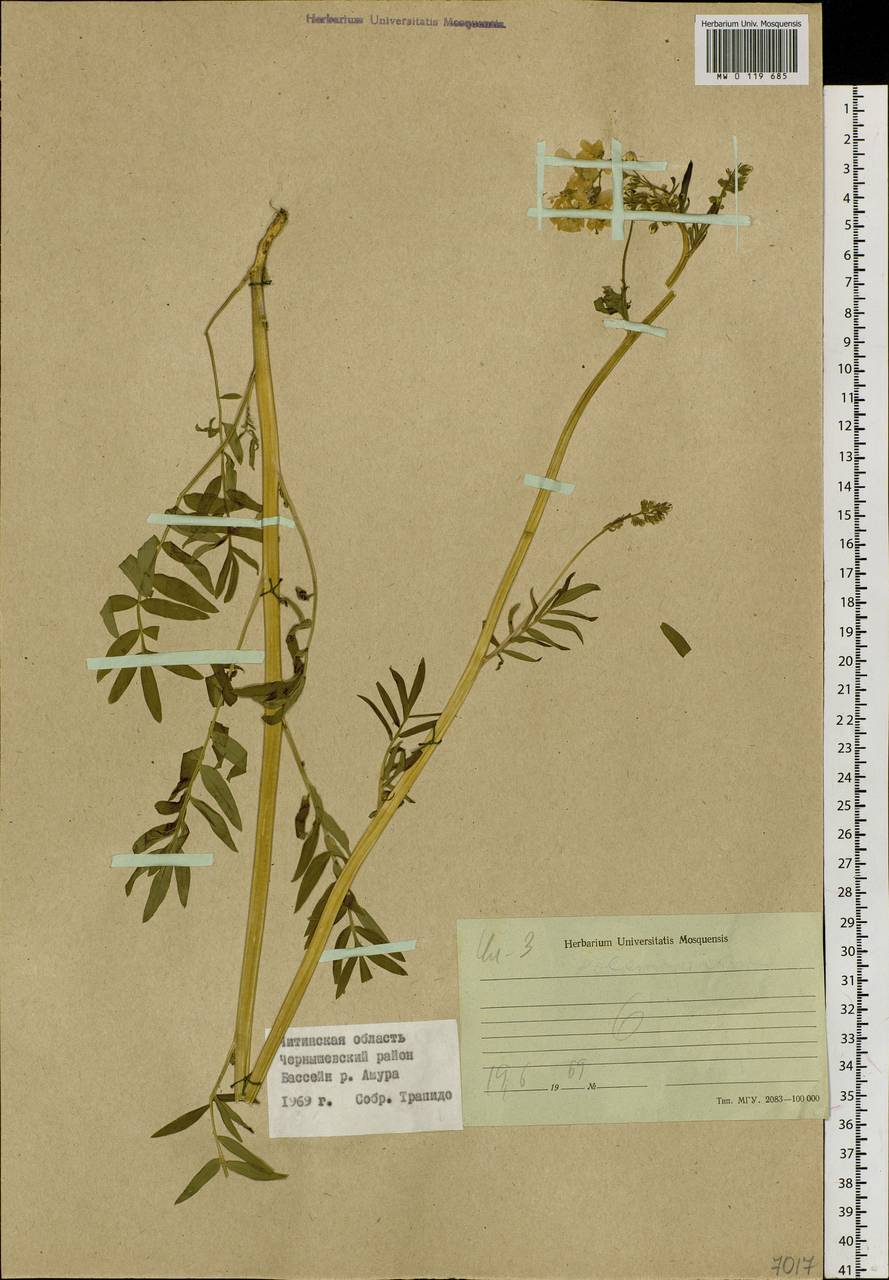 Polemonium, Siberia, Baikal & Transbaikal region (S4) (Russia)