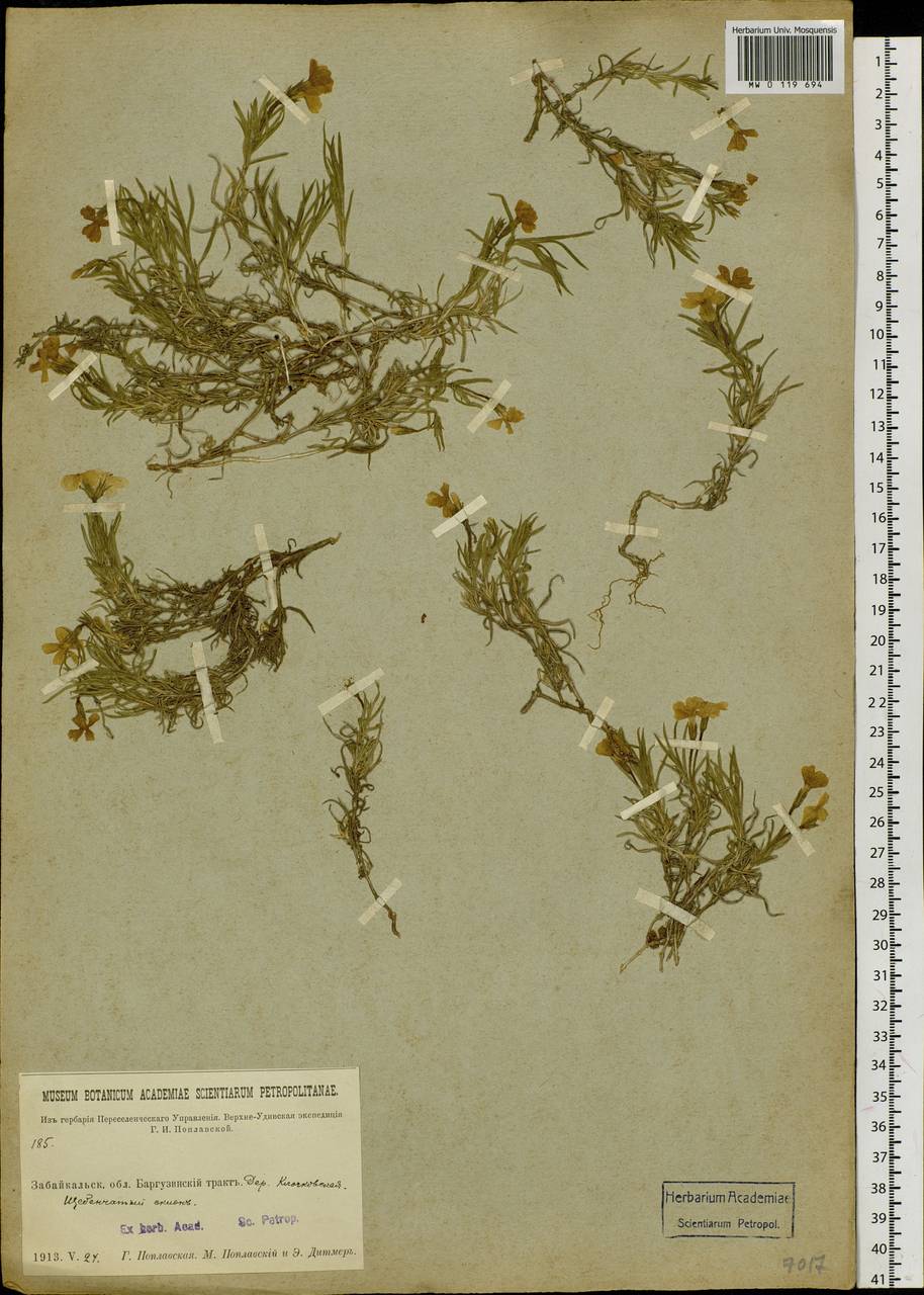 Phlox sibirica L., Siberia, Baikal & Transbaikal region (S4) (Russia)