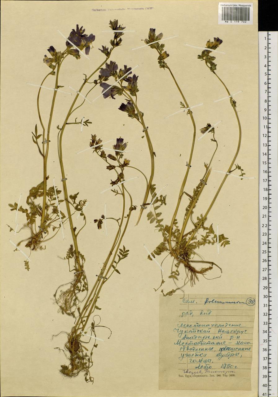 Polemonium, Siberia, Chukotka & Kamchatka (S7) (Russia)