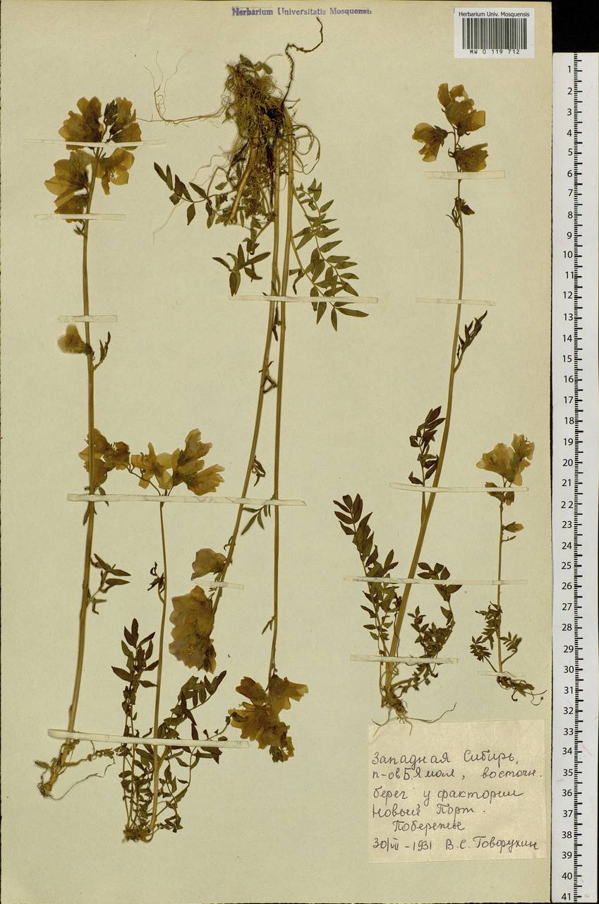 Polemonium, Siberia, Western Siberia (S1) (Russia)
