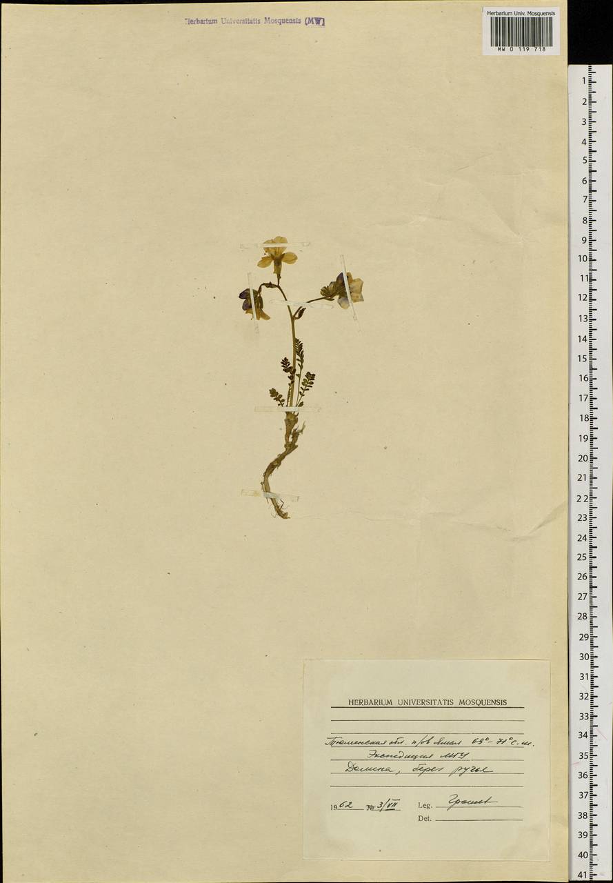 Polemonium, Siberia, Western Siberia (S1) (Russia)
