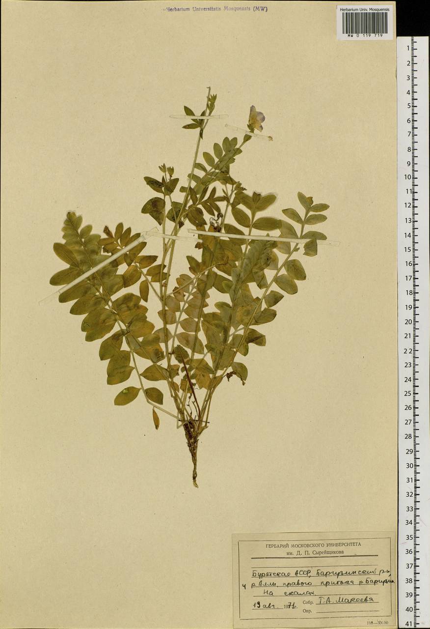 Polemonium, Siberia, Baikal & Transbaikal region (S4) (Russia)