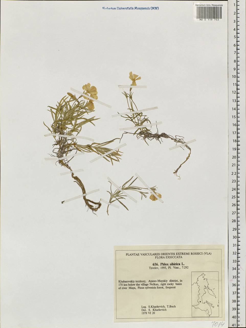 Phlox sibirica L., Siberia, Russian Far East (S6) (Russia)