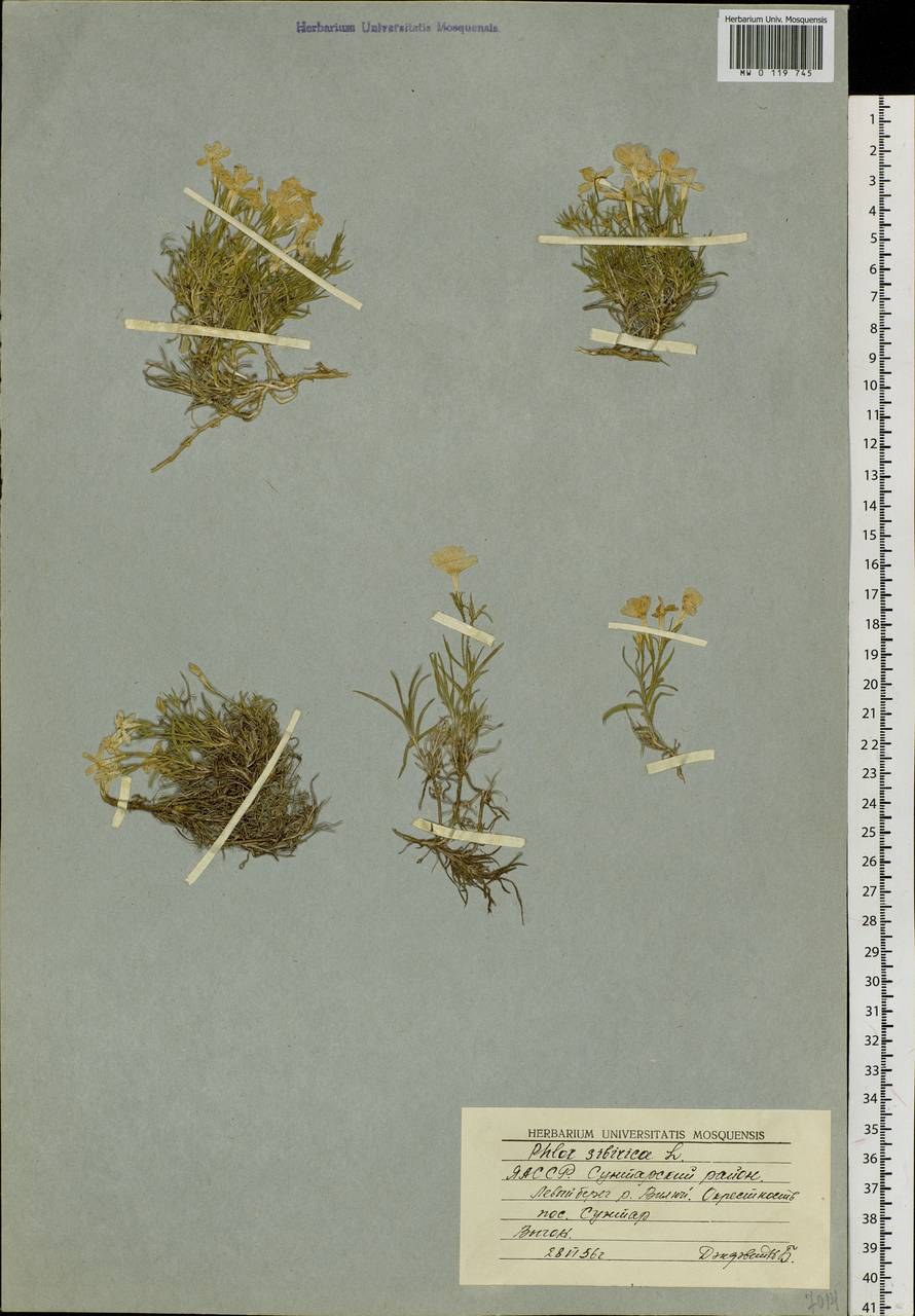 Phlox sibirica L., Siberia, Yakutia (S5) (Russia)