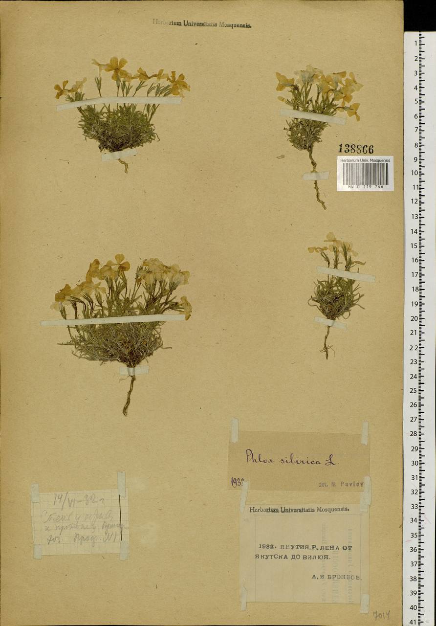 Phlox sibirica L., Siberia, Yakutia (S5) (Russia)