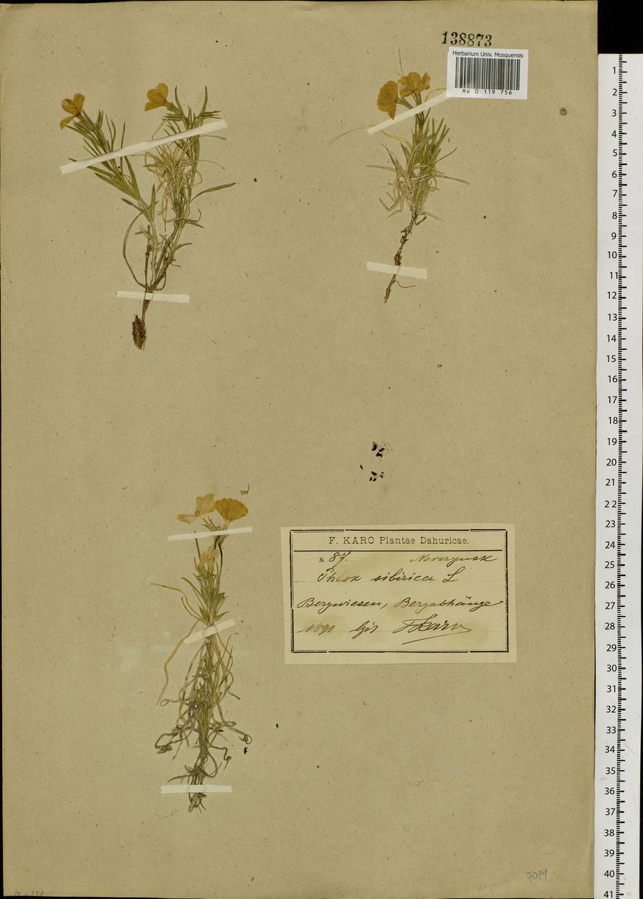 Phlox sibirica L., Siberia, Baikal & Transbaikal region (S4) (Russia)