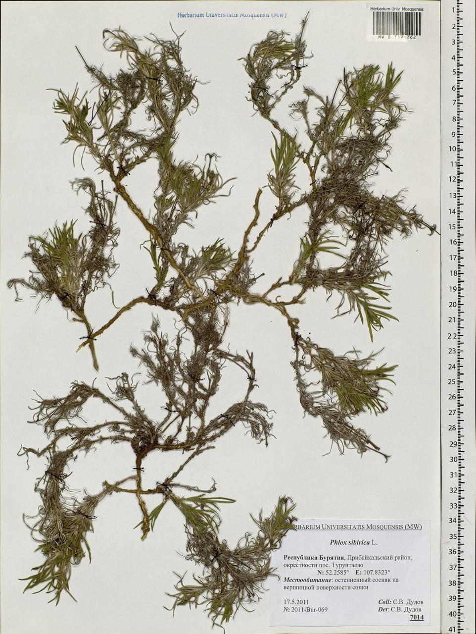 Phlox sibirica L., Siberia, Baikal & Transbaikal region (S4) (Russia)