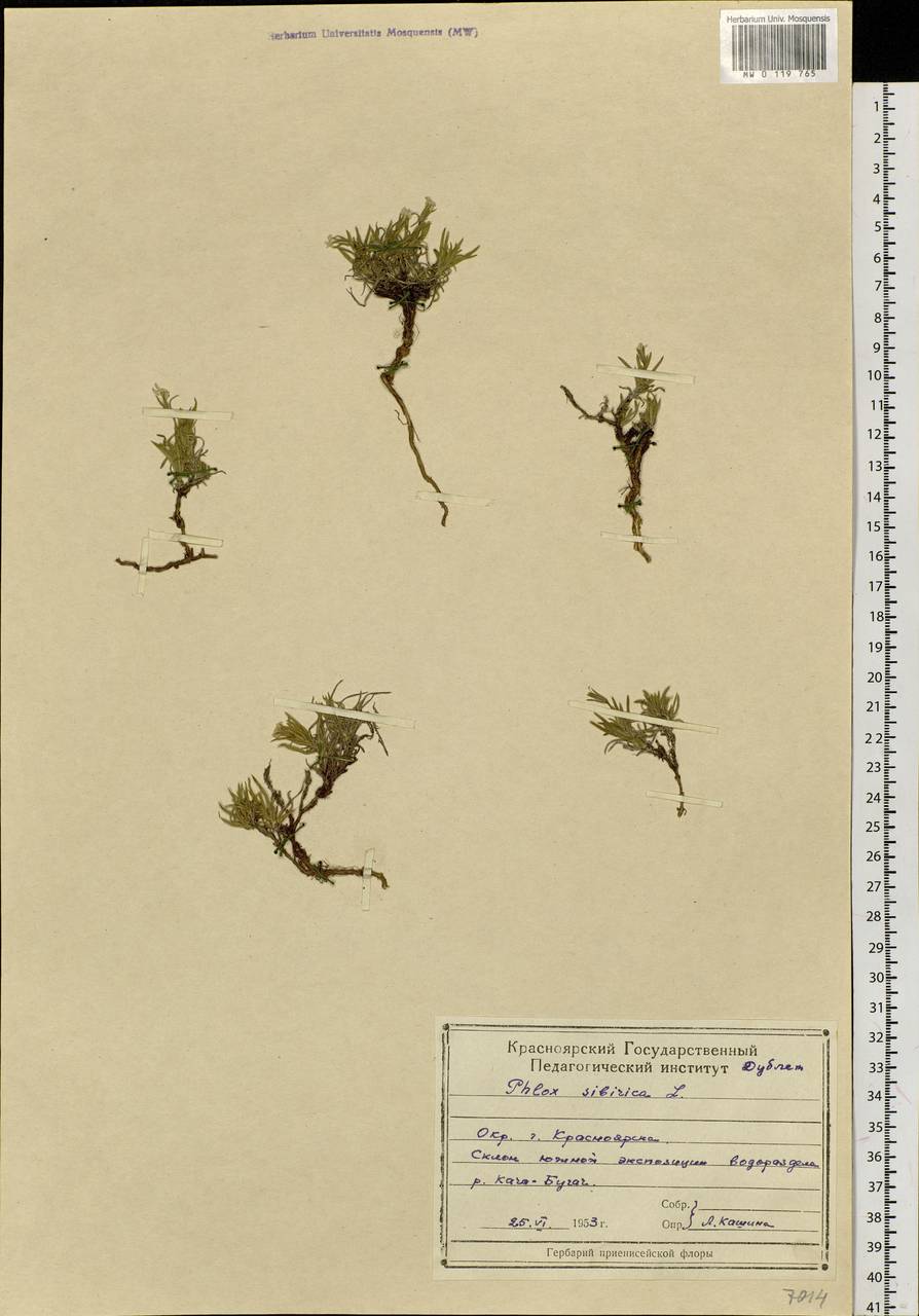 Phlox sibirica L., Siberia, Central Siberia (S3) (Russia)