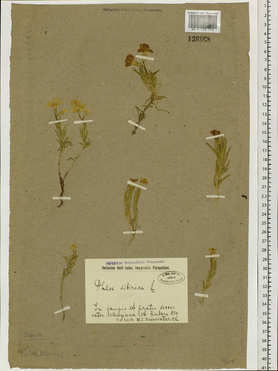 Phlox sibirica L., Siberia, Baikal & Transbaikal region (S4) (Russia)