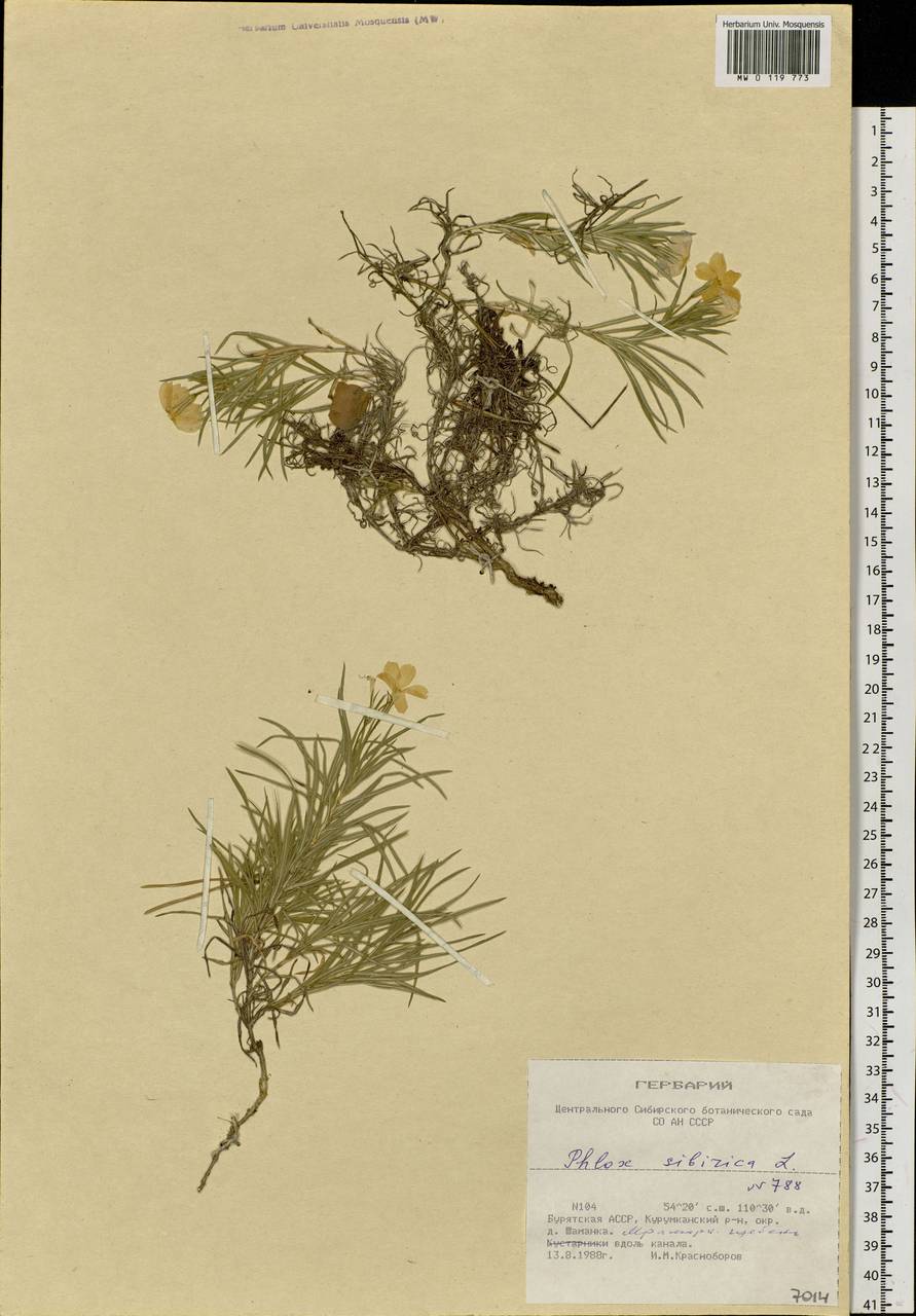 Phlox sibirica L., Siberia, Baikal & Transbaikal region (S4) (Russia)