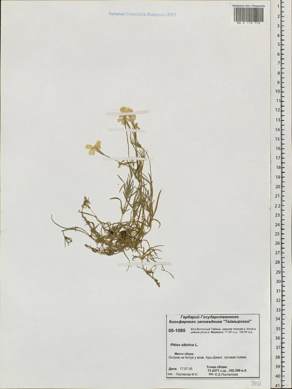 Phlox sibirica L., Siberia, Central Siberia (S3) (Russia)